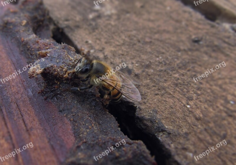 Bee Honey Bee Insect Beekeeping Apiculture