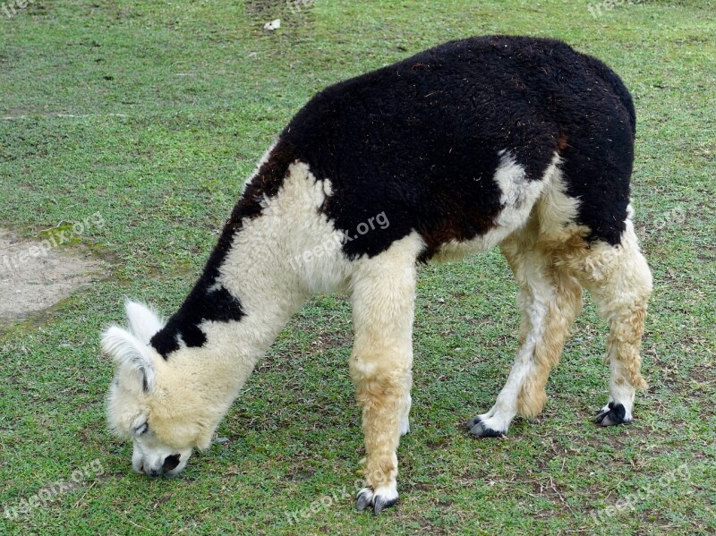 Alpaca Woolly Llama Furry Domesticated