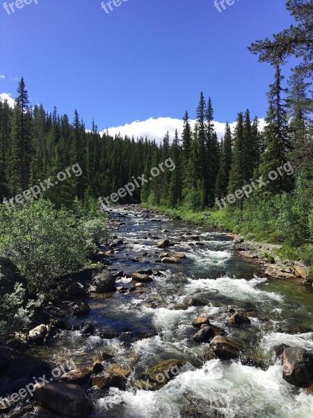 River Forest Landscape Bank River Landscape