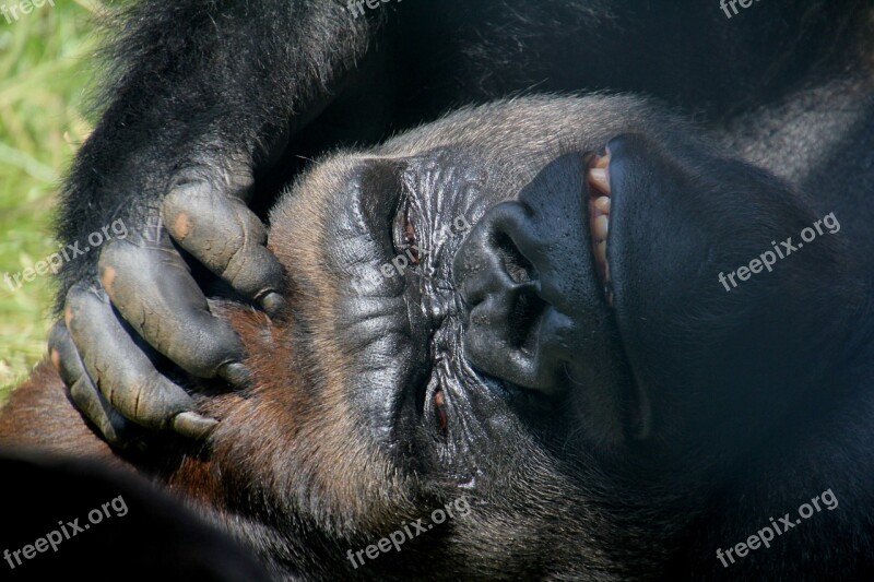 Look Gorilla Animal Tired Fauna