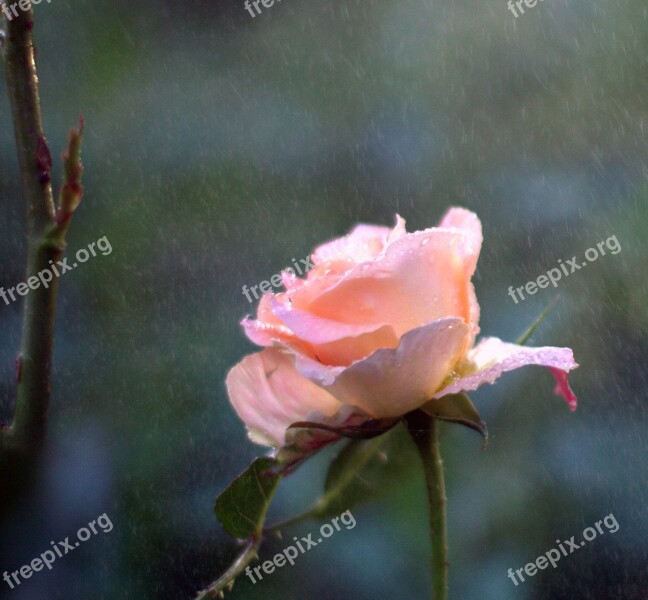 Flower Nature Garden Pink Rain