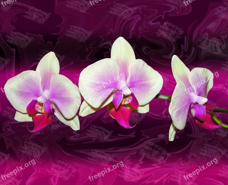 Orchids Texture Composition Abstract Background Free Photos