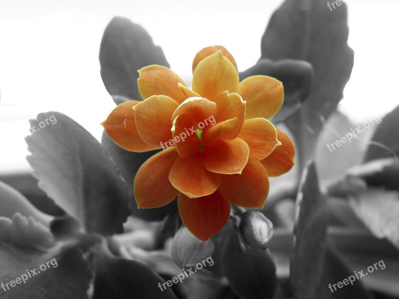 Kalanchoe Flower Blossom Bloom Color Splash