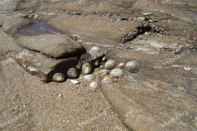 Mussels Snails Atlantic Ebb Nature