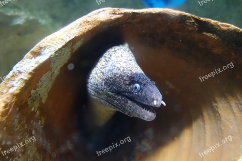 Moray Underwater Sea Deep Sea Atlantic