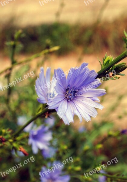 Summer Flower Chicory Nature Beautiful Flower