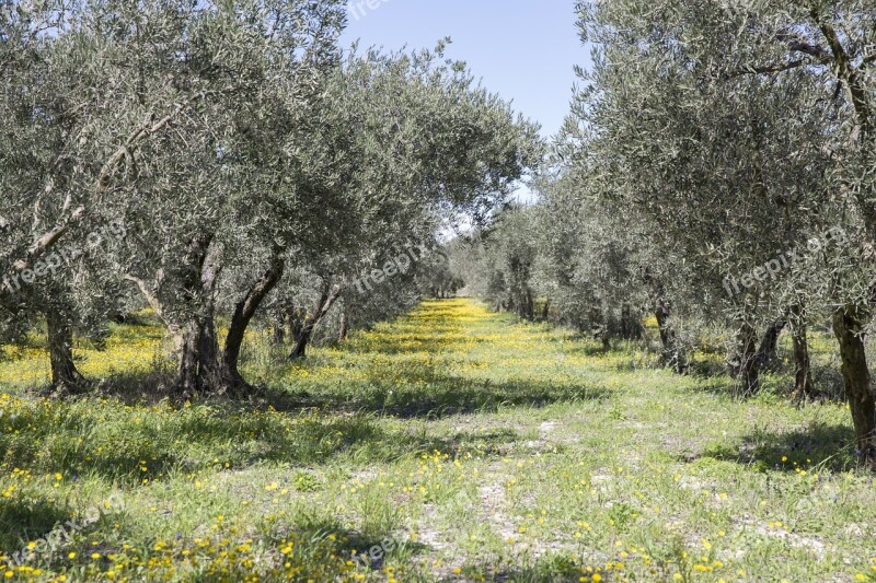 Provence Olivier South Olives Garden