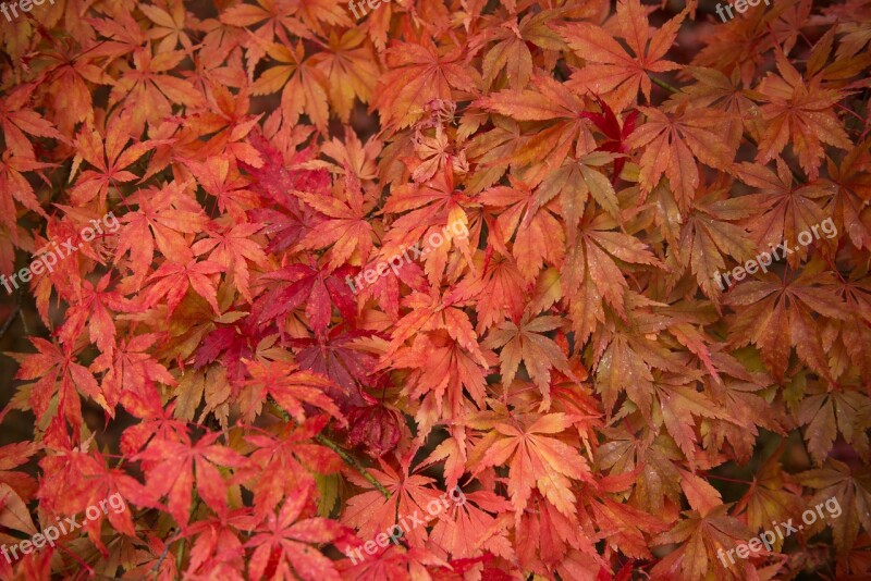 Autumn Colour Vine Climbing Nature