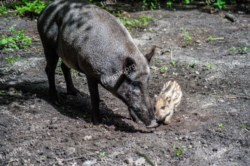 Boar Young Bache Launchy Animals