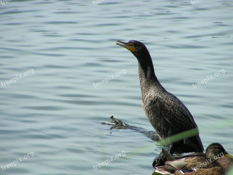 Great Cormorant Waterfowl Bird Nature Free Photos