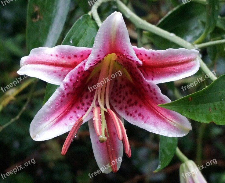 Rain-wet Asiatic Lily Asiatic Lily Lily Flower Blossom