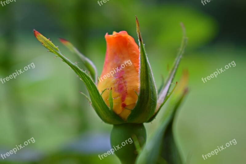 Nature Flowers Roses Rose Rosebud