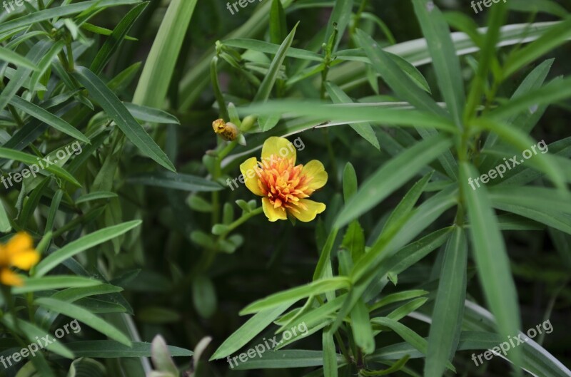 Tarragon Herb Plant Yellow Flower