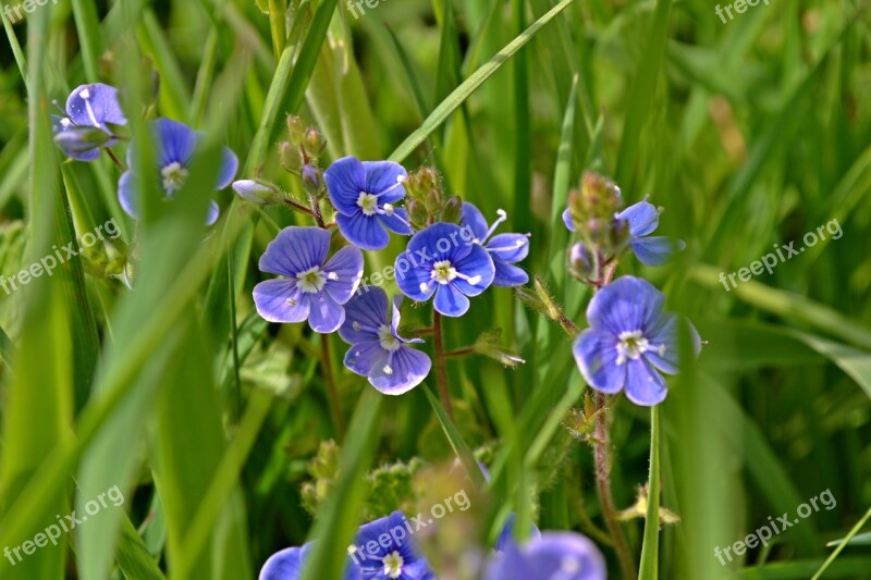 Nature Flowers Small Flowers Honorary Award Veronica Beccabunga