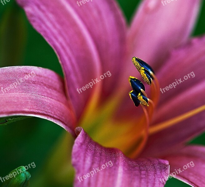 Lily Petals Pink Magenta Stamens