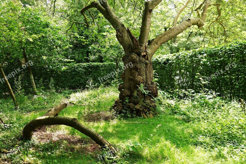 Tree Gnarled Trunk Old Old Gnarled Tree