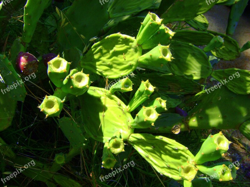 Cactus Green Nature Plant Plants