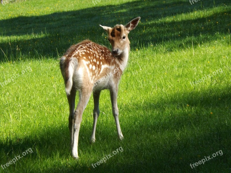 Roe Deer Kitz Fawn Nature Young Deer