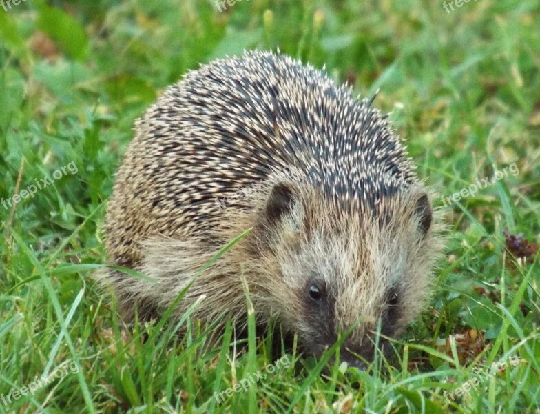 Hannah Hedgehog Prickly Nocturnal Crepuscular