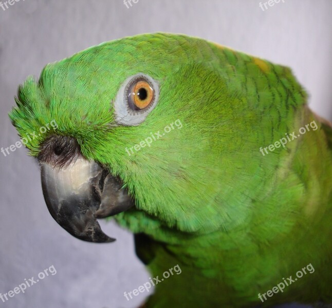 Yellow Neck Amazone Parrot Amazone Bird Green