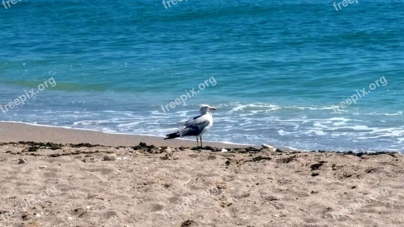 United Black Seagull Sand Beach