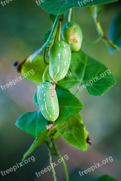 Cucumber Nature Fresh Food Vegetable