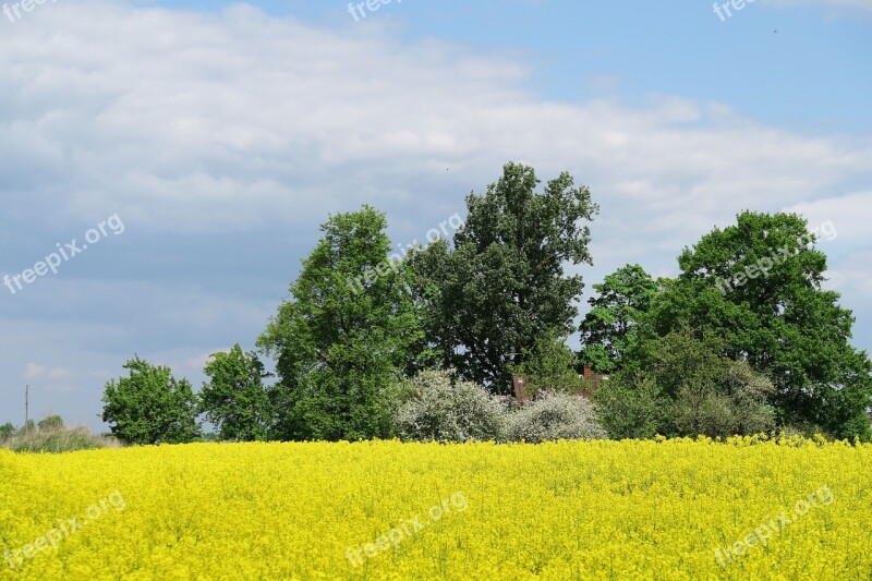 Rapeseed Oilseed Rape Yellow Field Landscape Green Trees