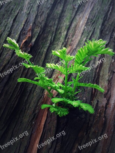 Cedar Forest Leaves Spring Tree