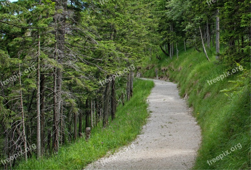 Trail Away Nature Forest Trees