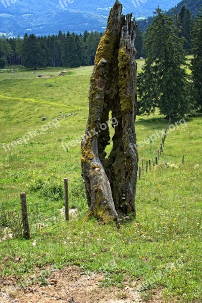 Old Tree Butt Tree Tree Stump Broken