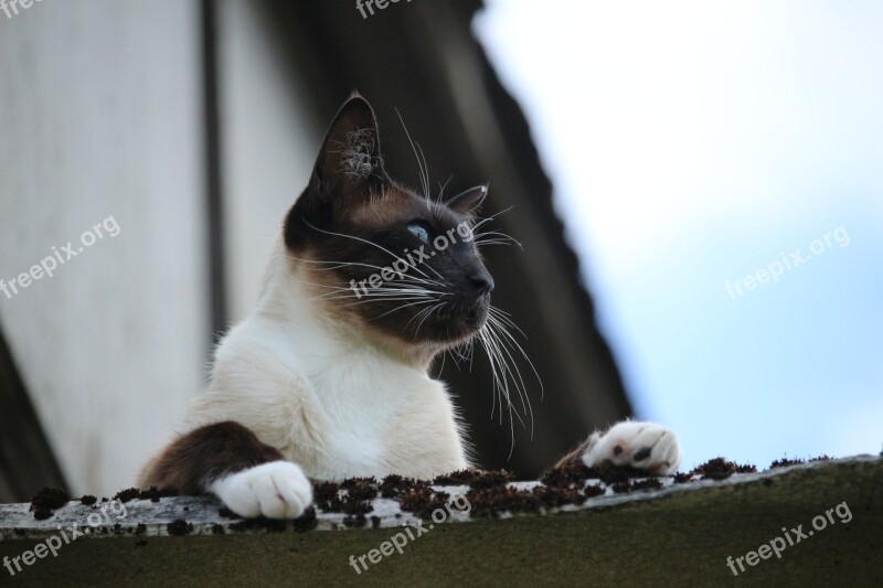 Cat Siamese Siamese Cat Siam Breed Cat