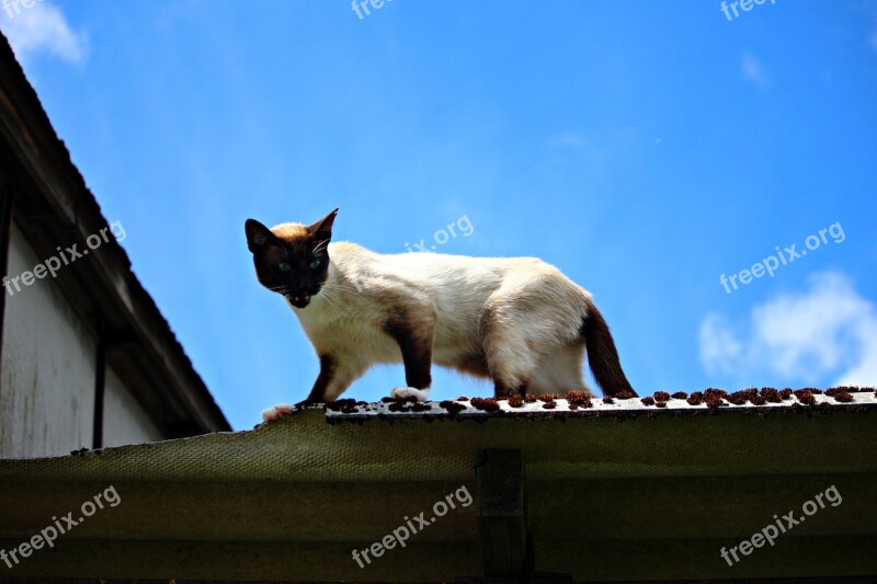 Cat Mieze Siam Siamese Cat Siamese