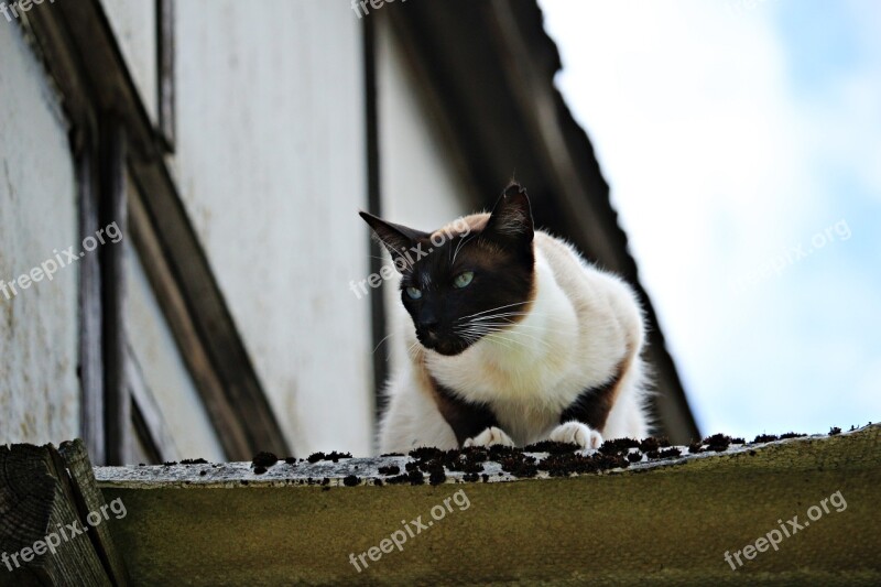 Cat Mieze Siam Kitten Siamese Cat