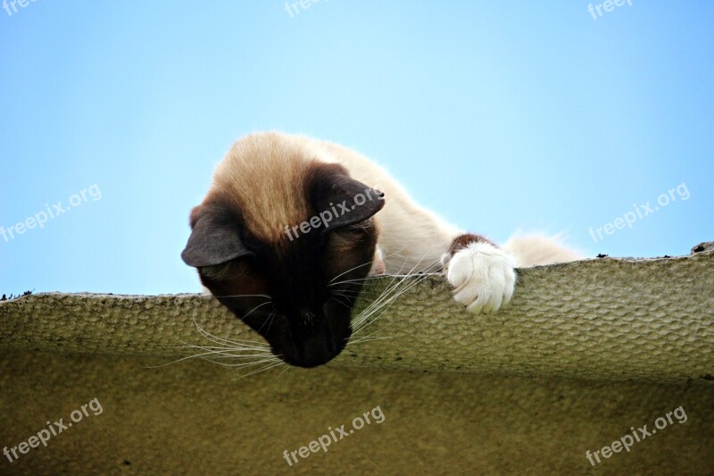 Cat Mieze Siam Siamese Cat Siamese