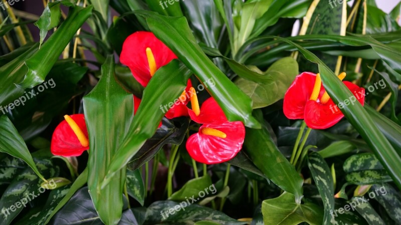 Flower Red Green Nature Petals