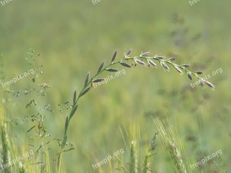 Summer Meadow Grasses Herbs Fields