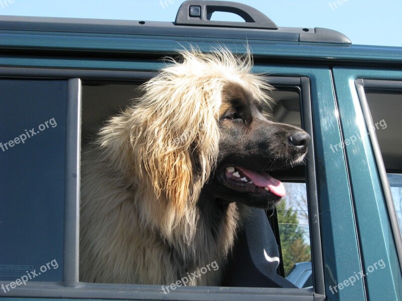 Domestic Dog Canis Familiaris Leonberger Tamworth Ontario