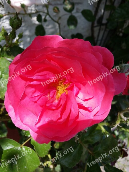 Red Rose Blooming Rose Flowers He Loved Flowers Rose