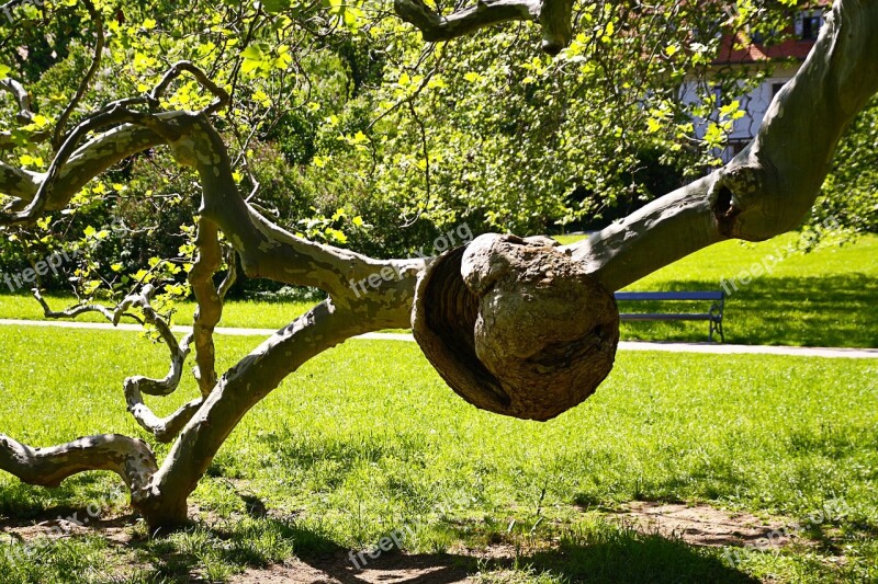 Tree Wurcherung Sycamore Plant Branch