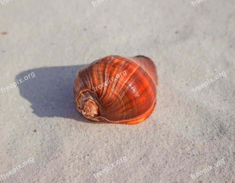 Sea Snail Pugilis Strombus Animal Molluscum Gastropod