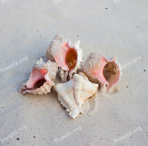 Sea Snail Shells Hexaplex Erythrostomus Gastropod