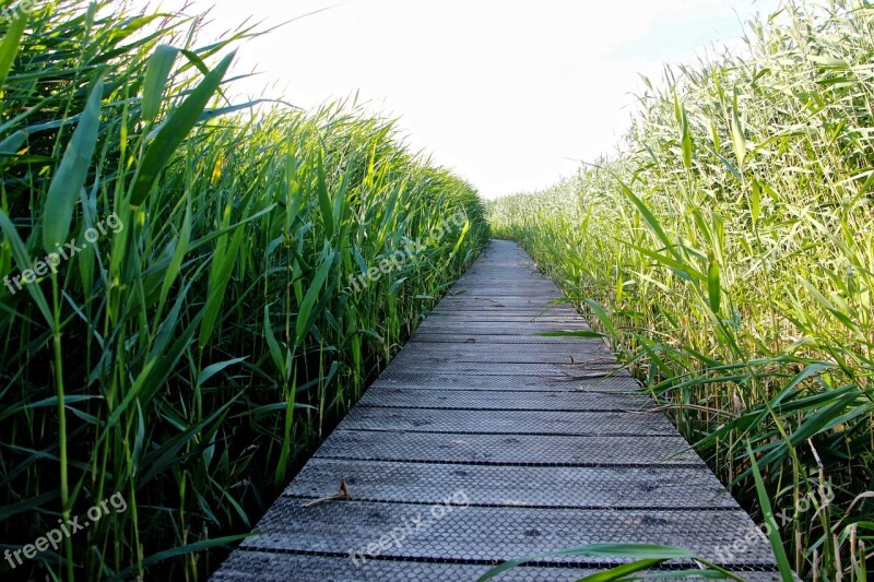 High Grass Walk Relax Enjoy Grasses