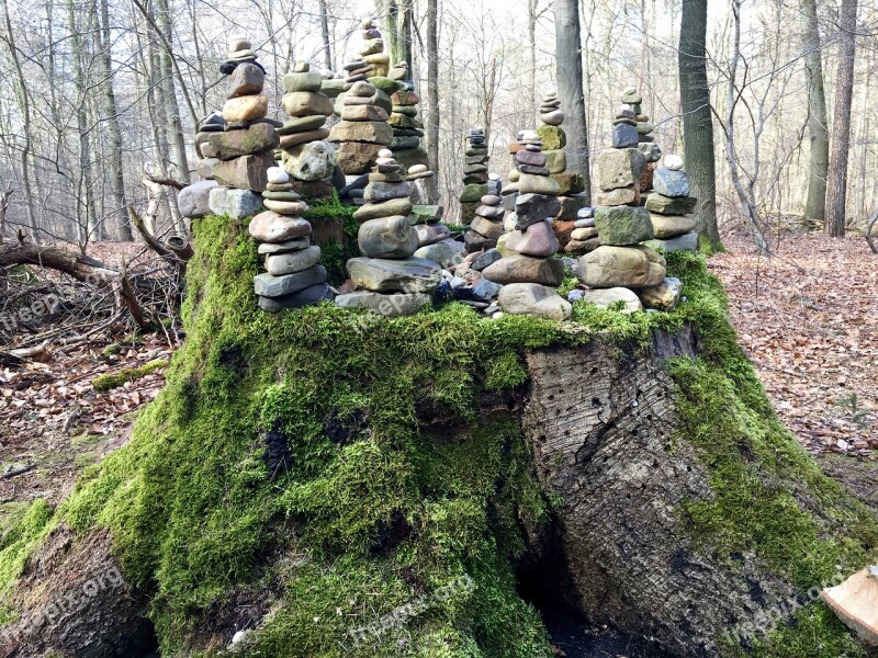 Stones Tree Stump Forest Moss Sawed Off