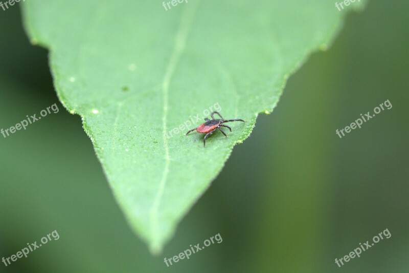 Common Wood Bock Deer Tick Tick Arachnid Mite Species