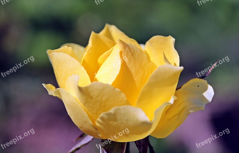 Rose Rose Bloom Yellow Garden Fragrance