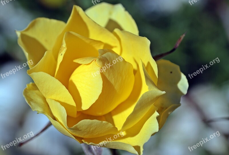 Rose Rose Bloom Yellow Garden Fragrance