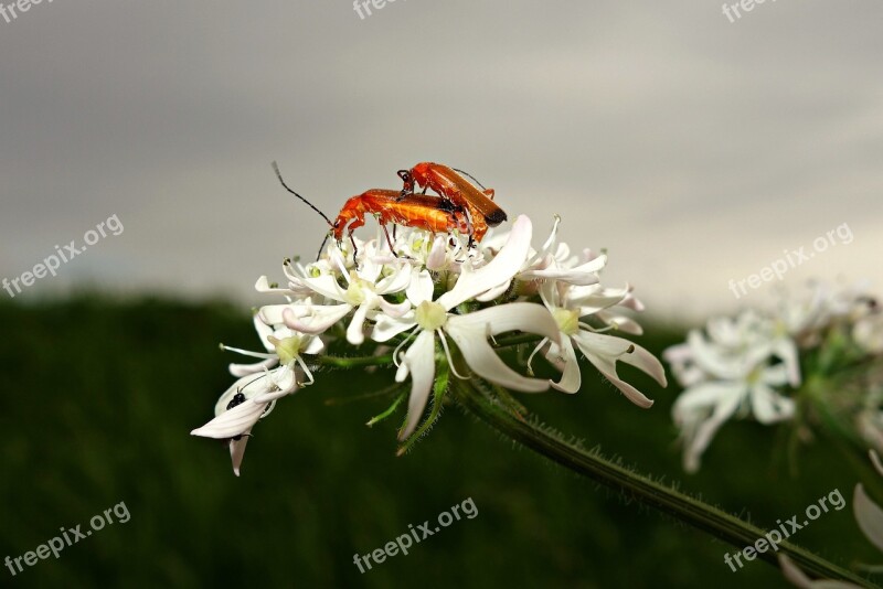 Beetle Insect Bug Copulating Procreation