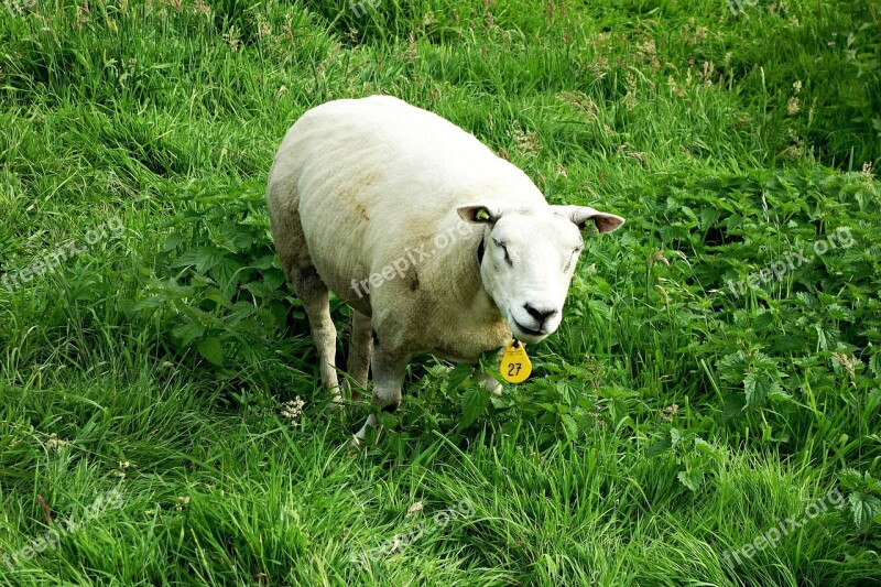 Sheep Animal Mammal Livestock Ruminant