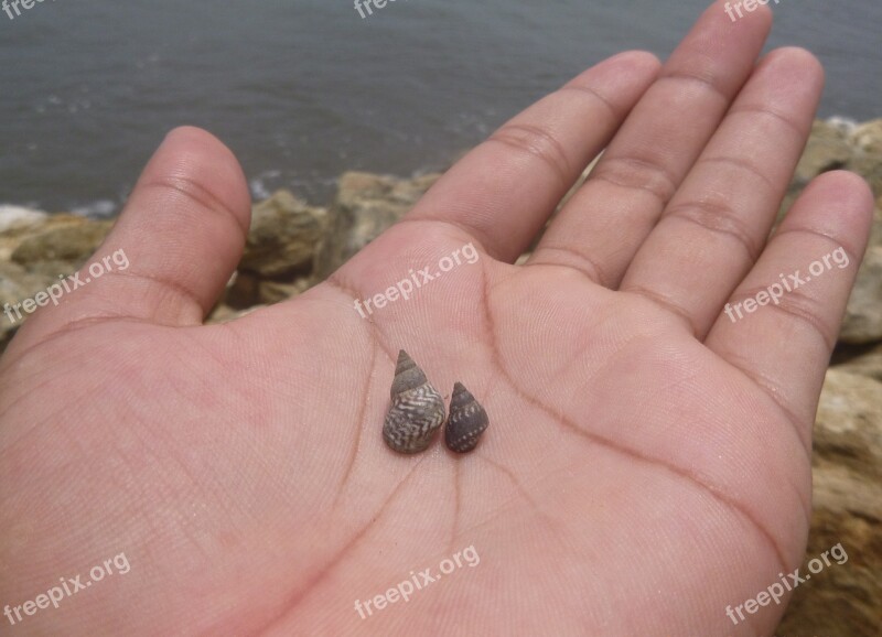 Hand Snail Beach Sea Snails