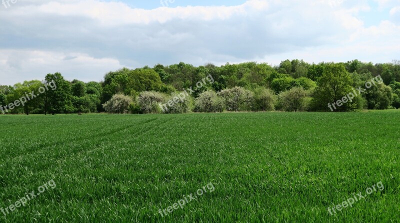 Wheat Crop Field Agriculture Crop Field